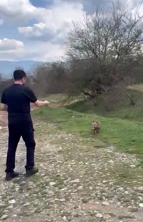 Yanına yaklaşan tilkiyi elleriyle besledi
