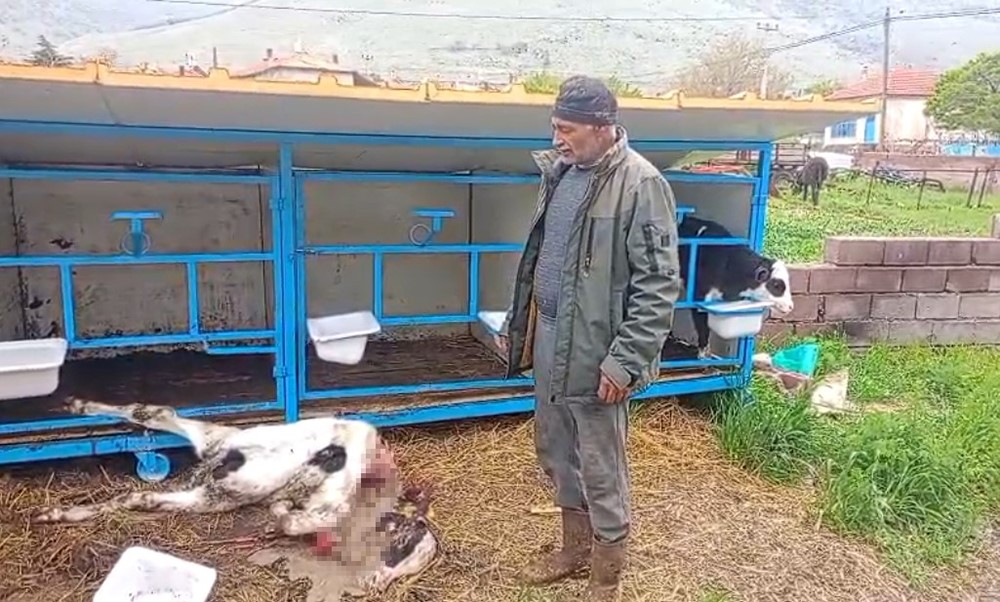 Başıboş köpekler buzağıyı parçaladı
