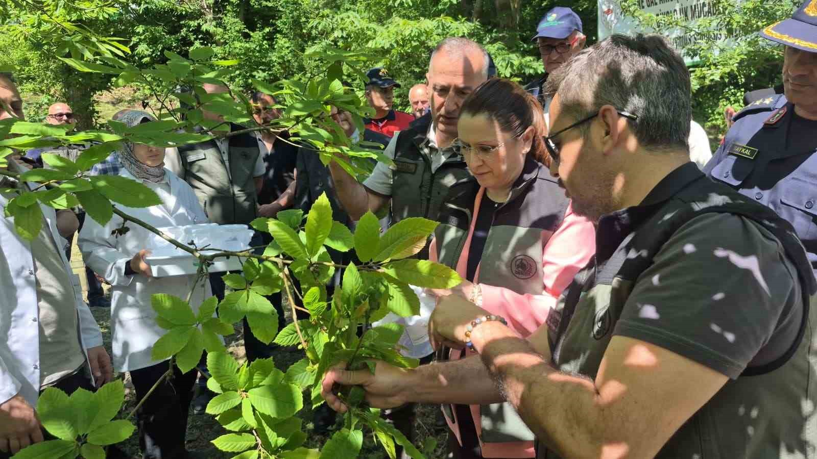 Bartın’da terminatör böceklerin katil arılarla mücadelesi sonuç vermeye başladı
