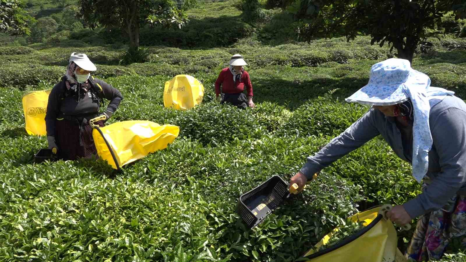 Çay üreticisinden özel sektöre fiyat tepkisi
