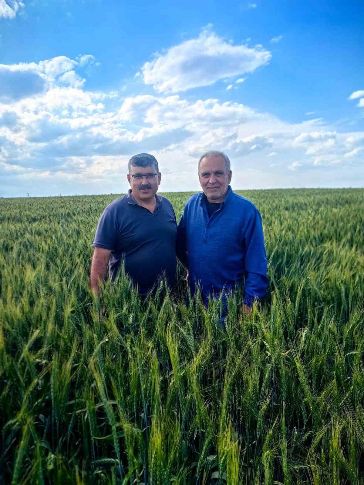 Karapınar’da arpa ve buğday tarlalarında yatma problemi
