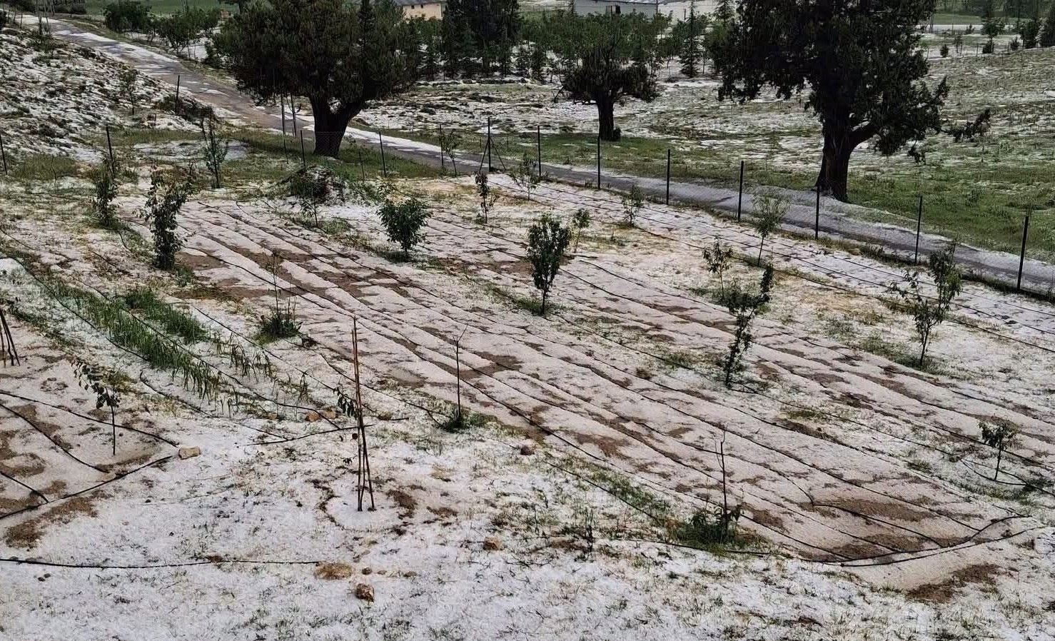 Mersin Erdemli’de dolu tarım alanlarına zarar verdi
